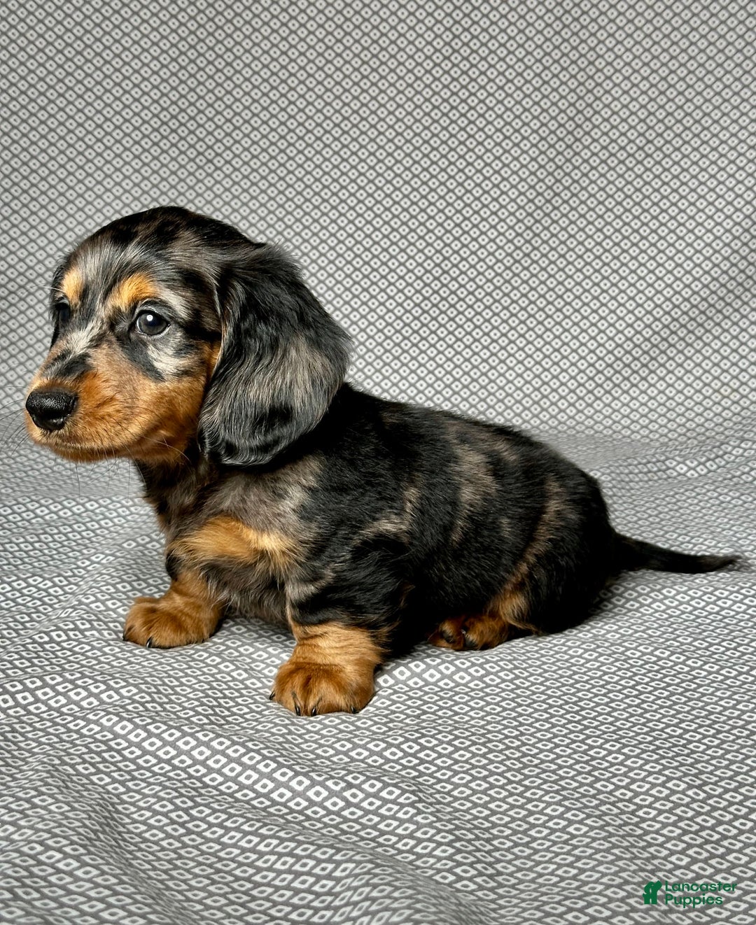 Miniature Dachshund dogs for sale: Mason - Image 6