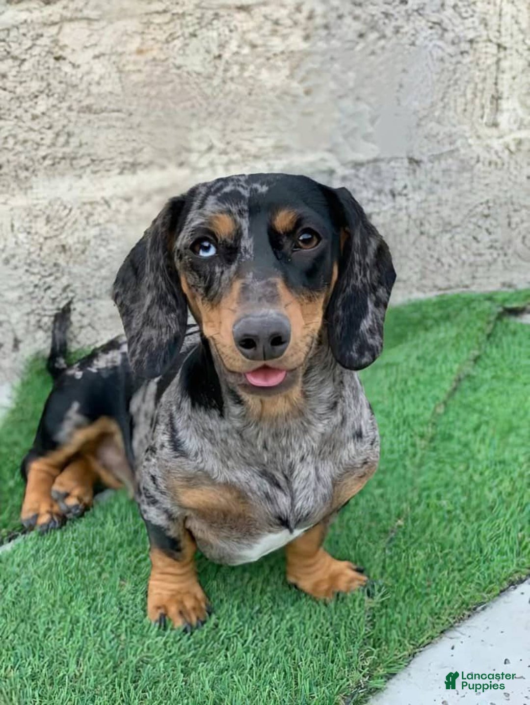 Miniature Dachshund dogs for sale: Maya - Image 7