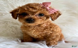 Cavapoo dogs for sale: Iris - Image 4