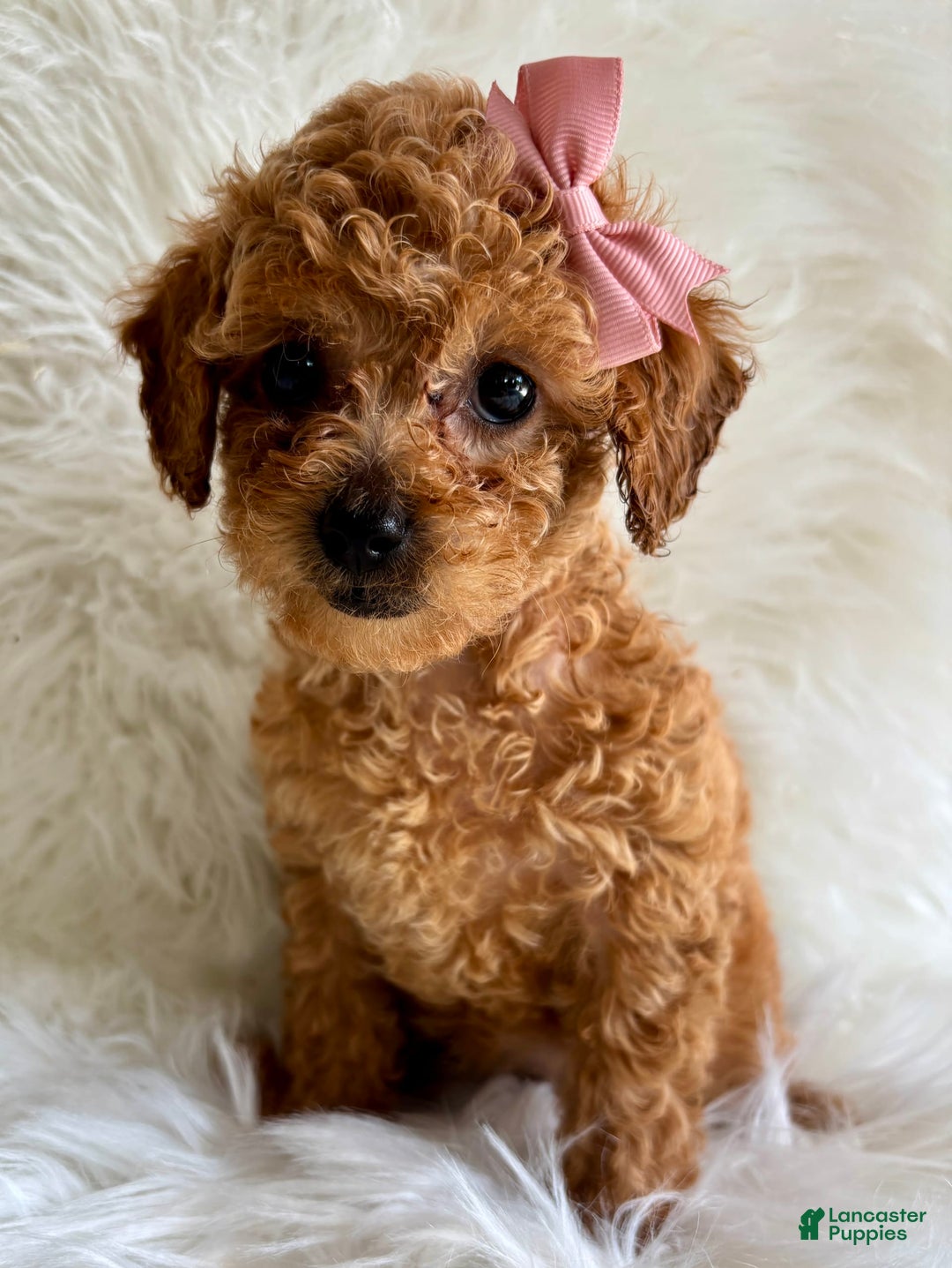Cavapoo dogs for sale: Iris - Image 4