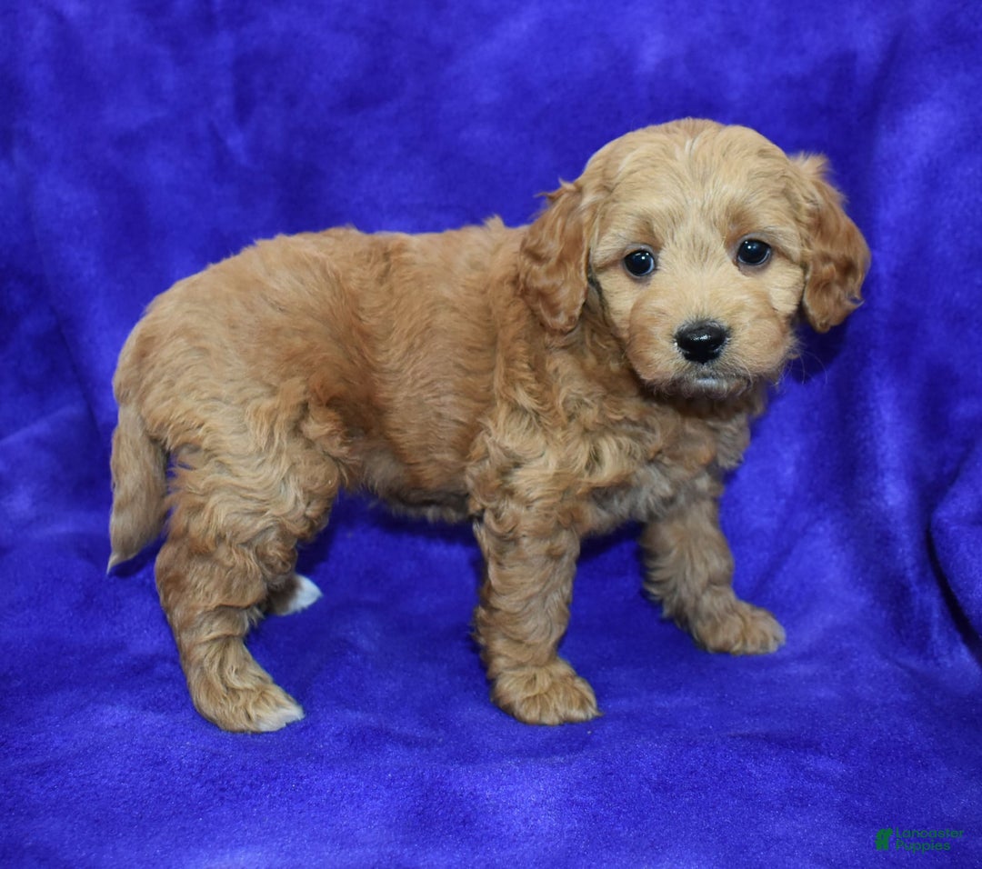Goldendoodle dogs for sale: Wanda - Image 4