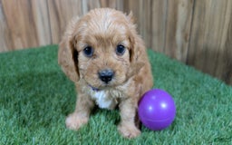 Cavapoo dogs for sale: Fiona Girl 2 - Image 6