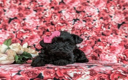 Yorkiepoo dogs for sale: Trista - Image 2