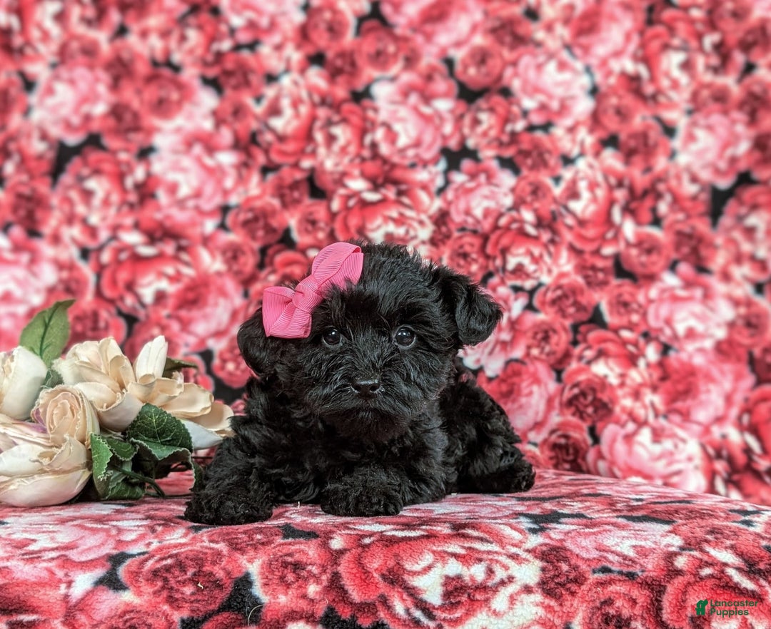 Yorkiepoo dogs for sale: Trista - Image 2