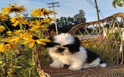 Shih Tzu dogs for sale: Star - Image 6