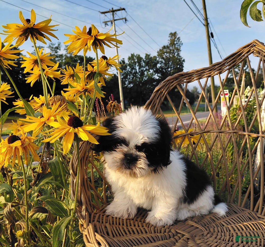 Shih Tzu dogs for sale: Star - Image 6