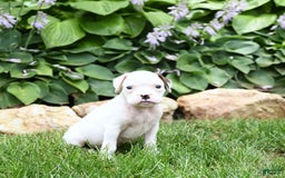 Boxer dogs for sale: Domino - Image 4