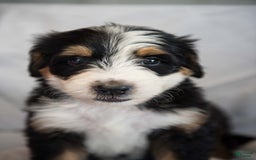 Bernedoodle dogs for sale: Jerry - Image 6