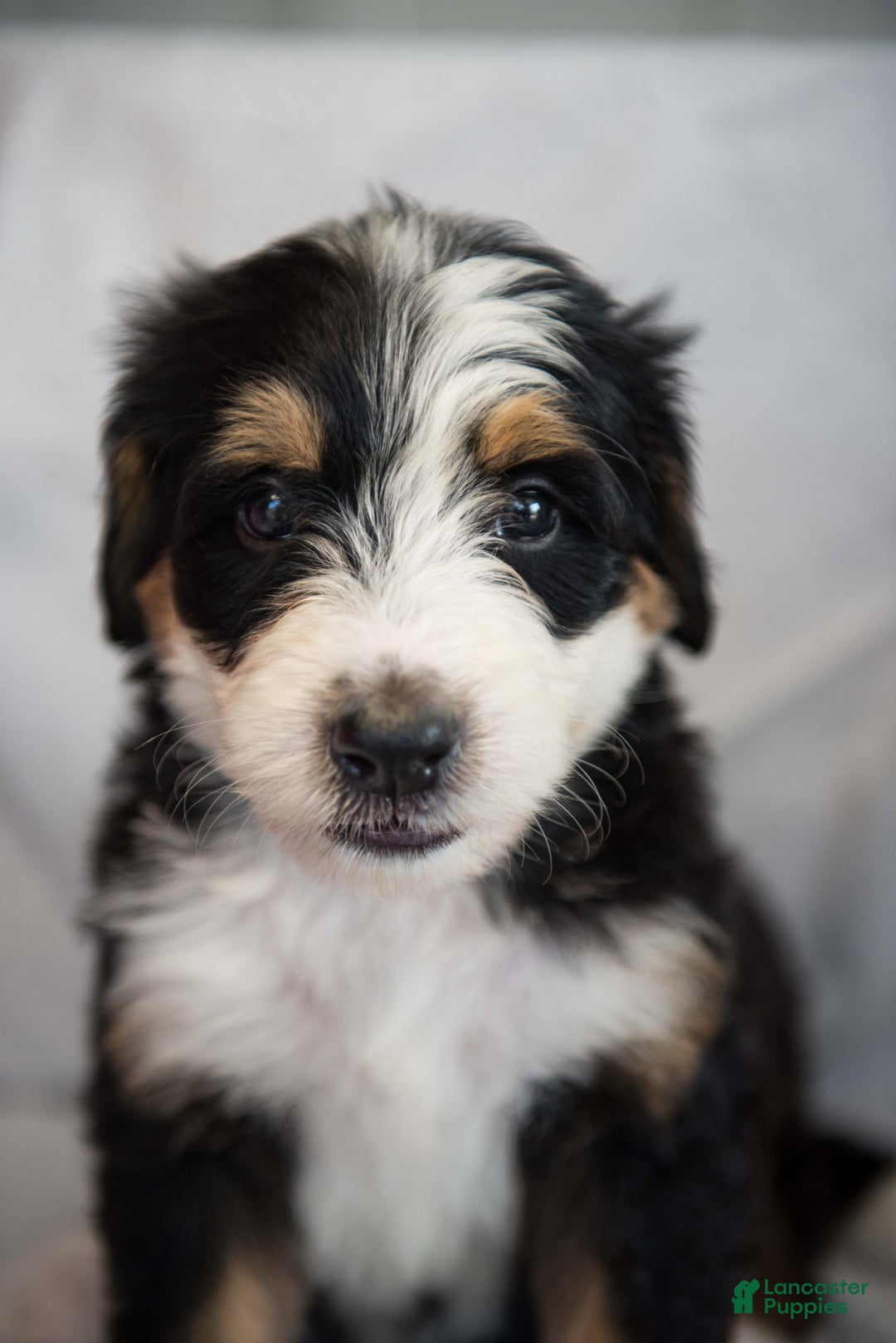 Bernedoodle dogs for sale: Jerry - Image 6