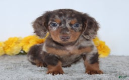 Miniature Dachshund dogs for sale: Wesley - Image 5