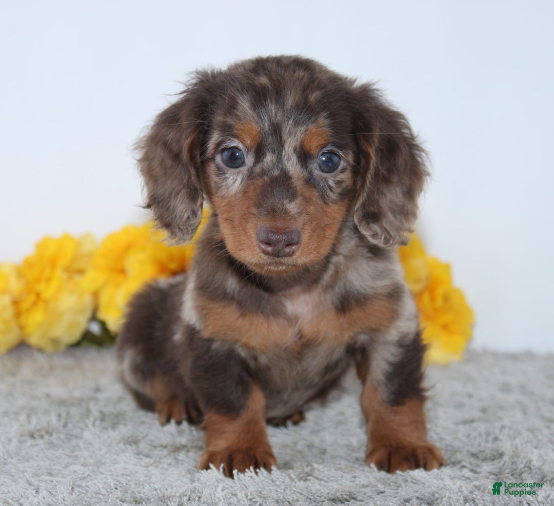 Miniature Dachshund dogs for sale: Wesley - Image 5
