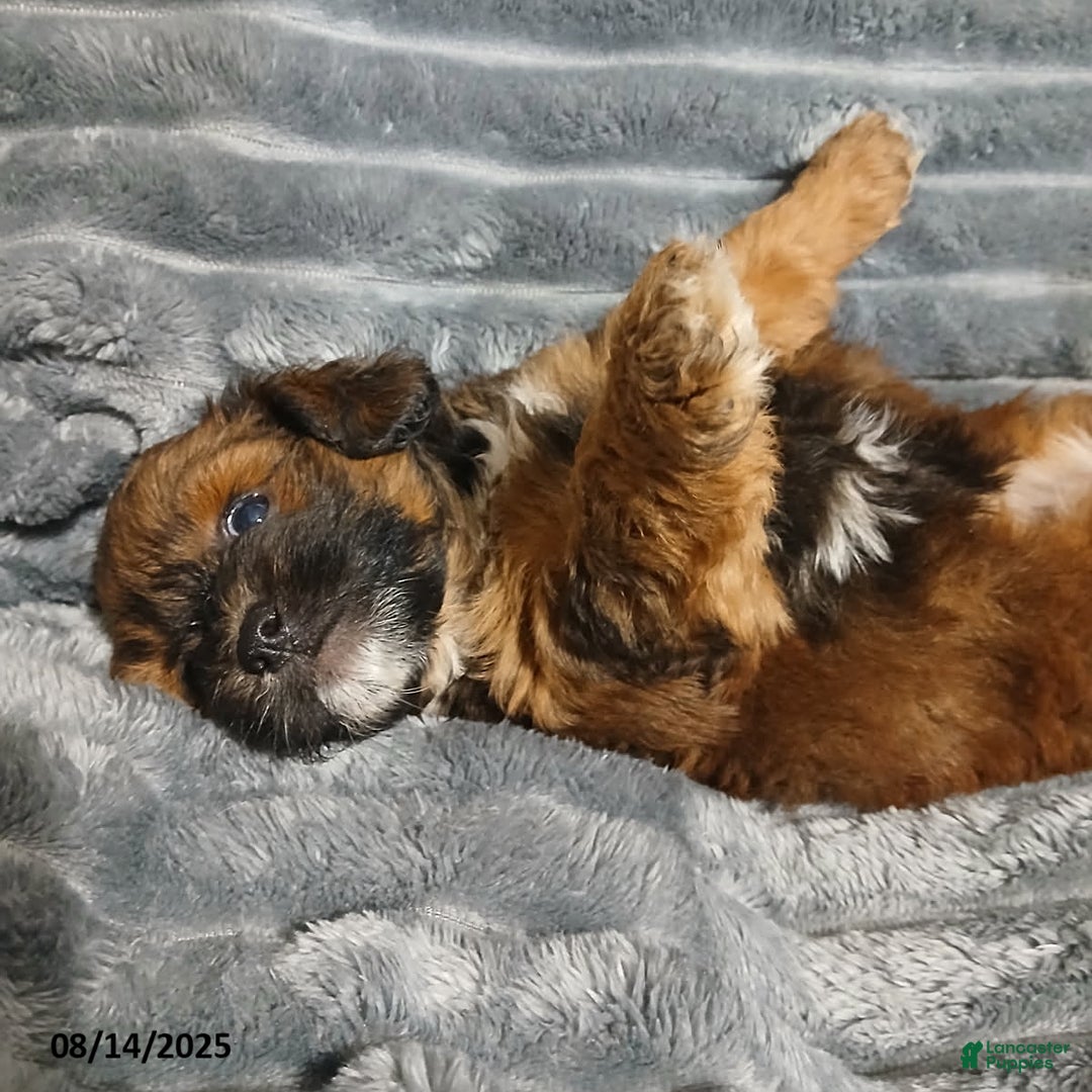 Shihpoo dogs for sale: Parker - Image 3