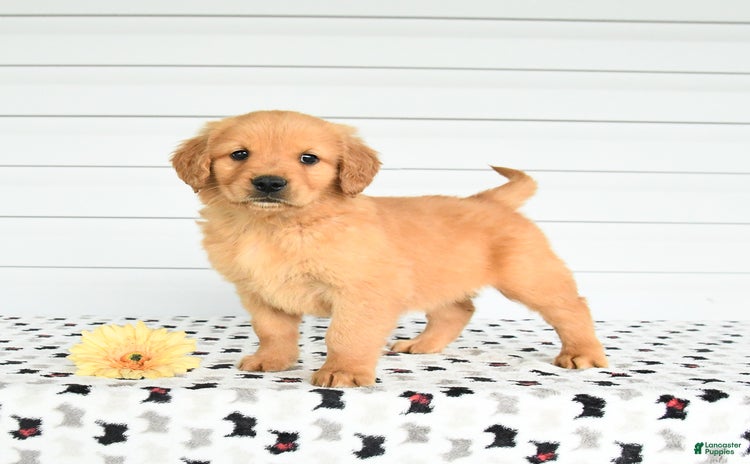 Golden Retriever dogs for sale - Ad 2