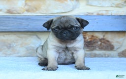 Pug dogs for sale: Hazel - Image 3