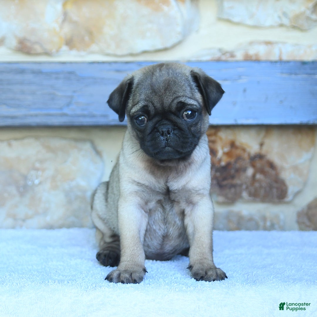Pug dogs for sale: Hazel - Image 3