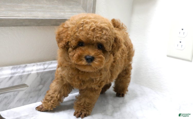 Miniature Poodle dogs for sale - Ad 2