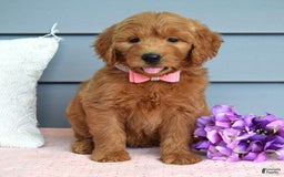 Goldendoodle dogs for sale: Cassie - Image 7