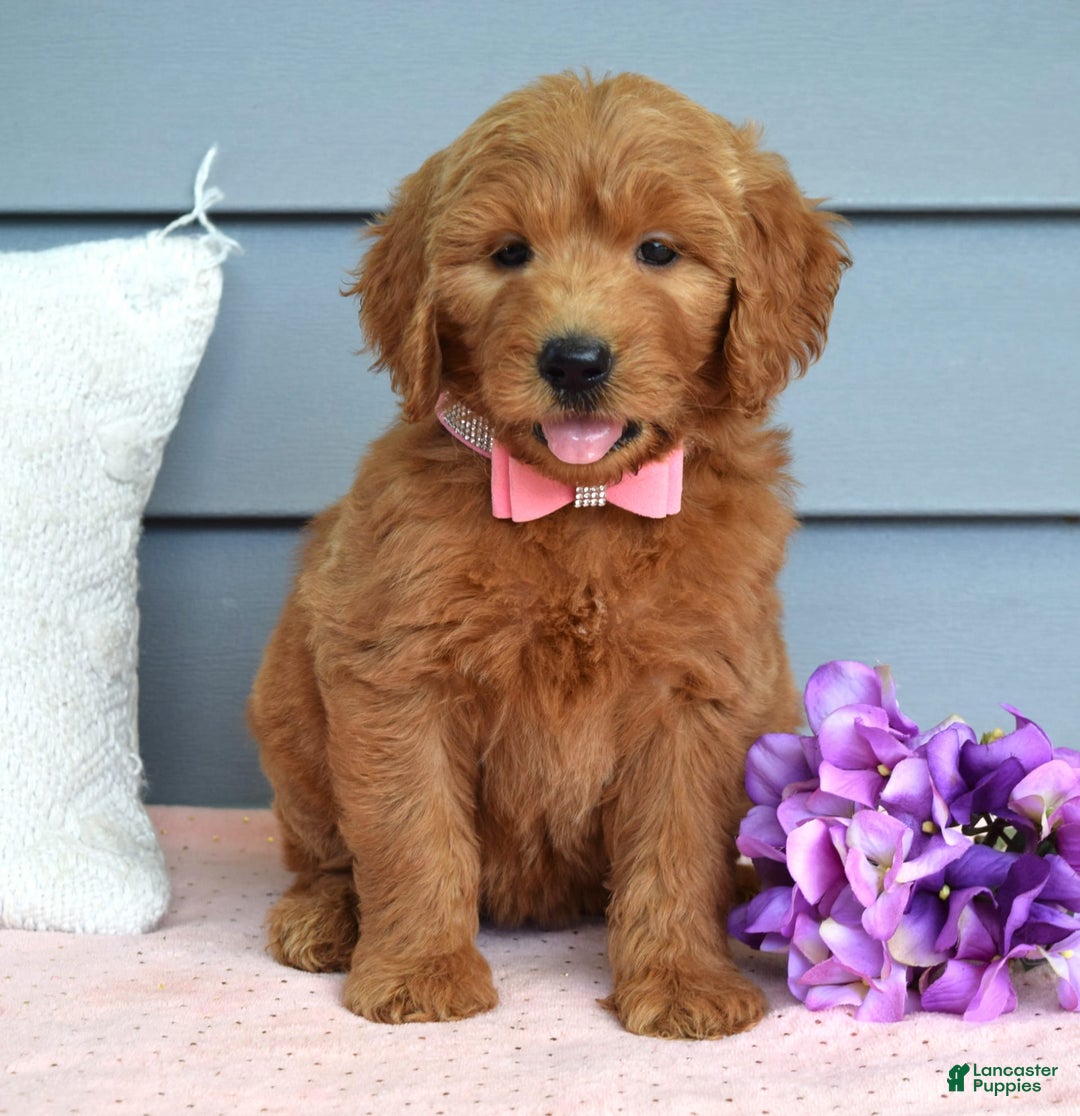 Goldendoodle dogs for sale: Cassie - Image 7