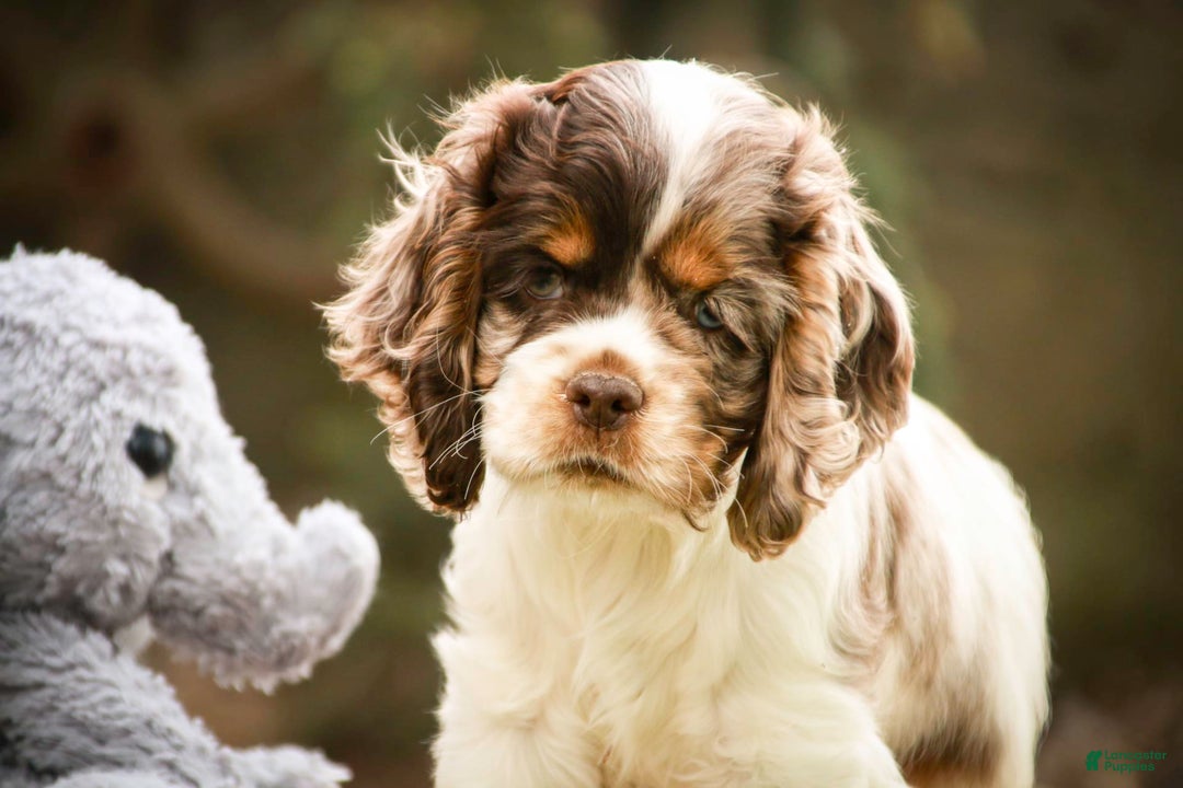 Cocker Spaniel dogs for sale: Beckham - Image 13