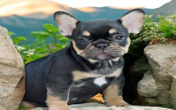 French Bulldog dogs for sale: Morgan - Image 1