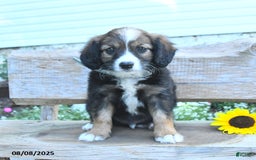 Border Collie dogs for sale: Rex - Image 2