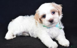 Maltipoo dogs for sale: Buddy - Image 3