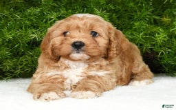 Cavapoo dogs for sale: Mighty - Image 7