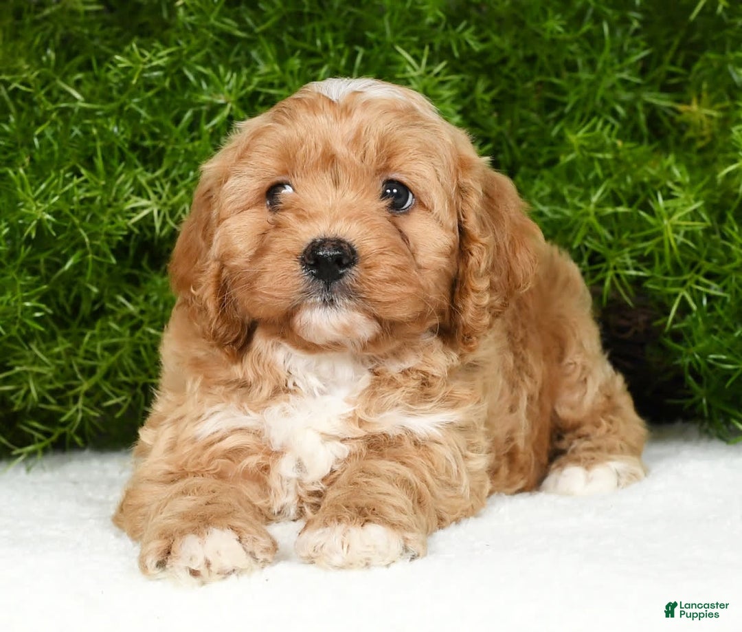 Cavapoo dogs for sale: Mighty - Image 7