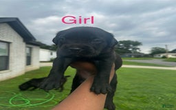 Cane Corso dogs for sale: Minnie - Image 2