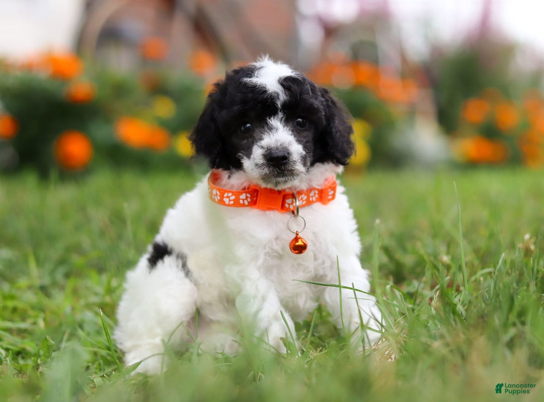 Miniature Poodle dogs for sale: Oreo - Image 3