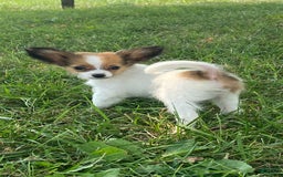 Papillon dogs for sale: Rose 🌹 - Image 3