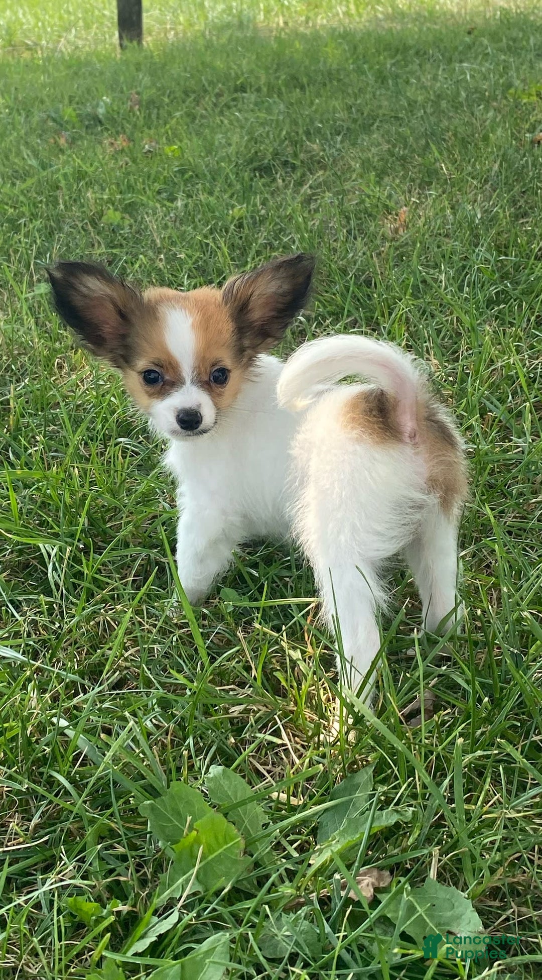 Papillon dogs for sale: Rose 🌹 - Image 3