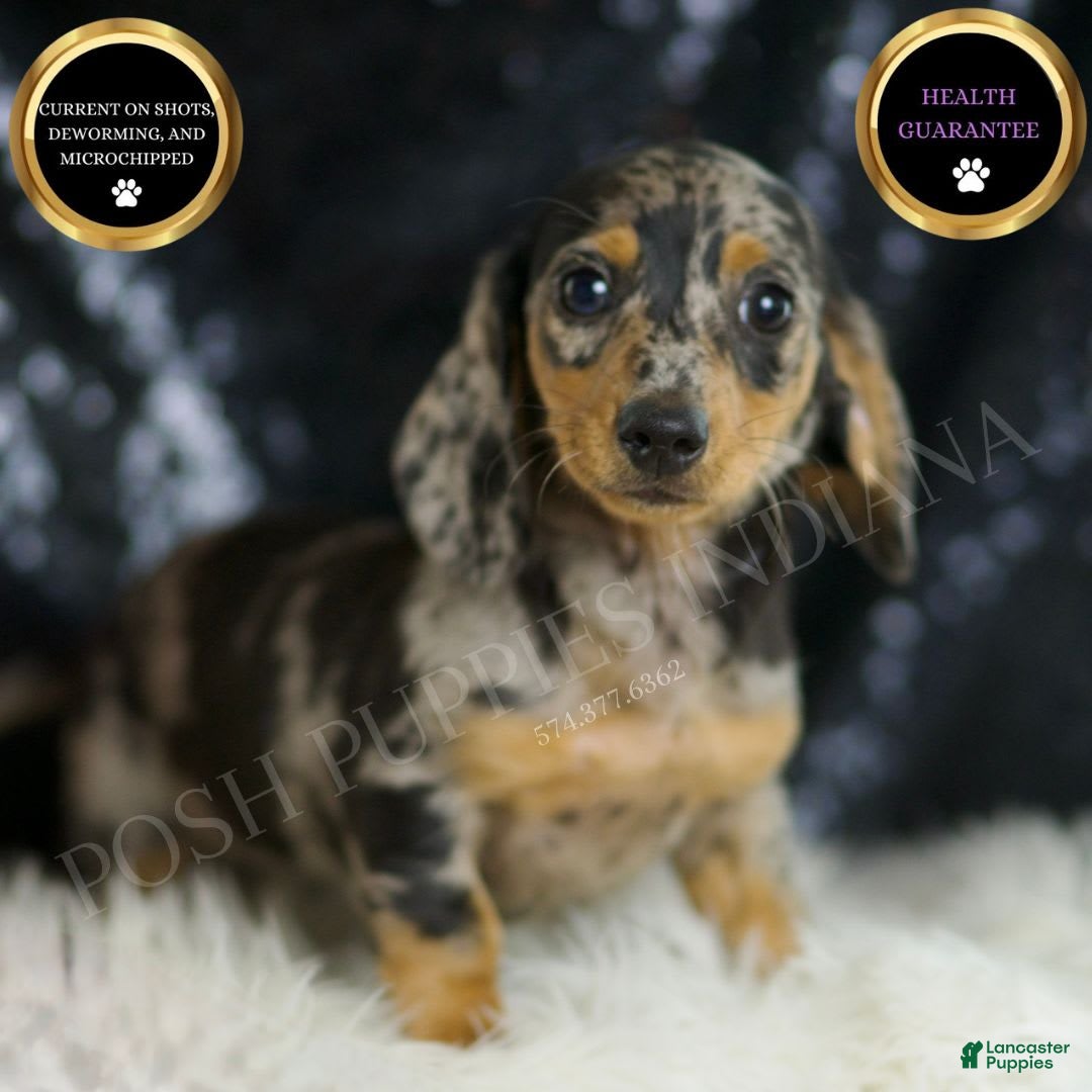 Dachshund dogs for sale: Fancy - Image 1