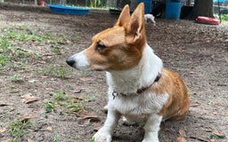 Welsh Corgi Pembroke dogs for sale: Girl One - Image 5
