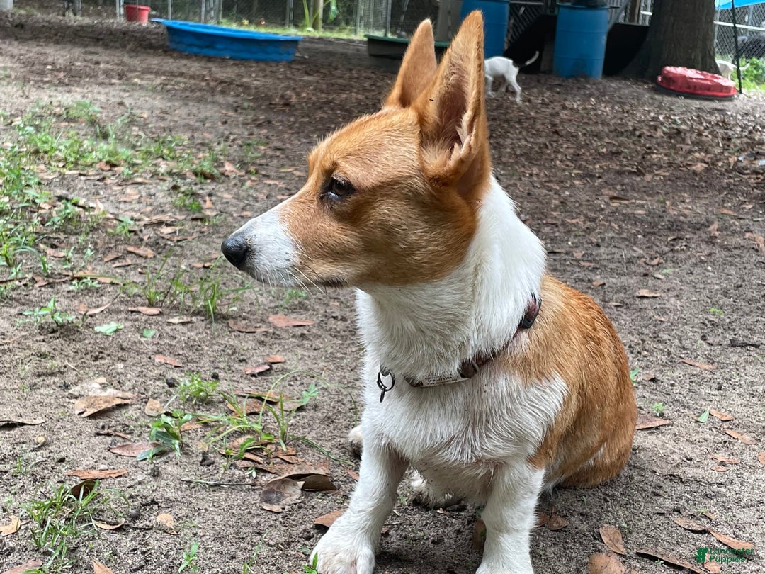 Welsh Corgi Pembroke dogs for sale: Girl One - Image 5