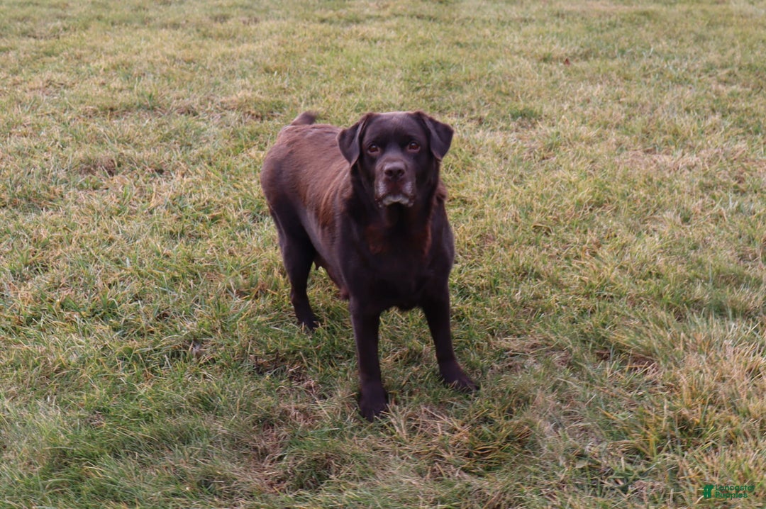 Labrador Retriever dogs for sale: Tulip - Image 7