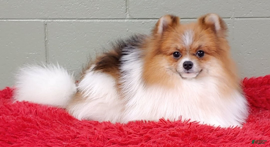Pomeranian dogs for sale: Clark - Image 6