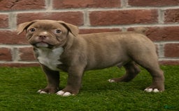 Frenchton dogs for sale: Scout - Image 5