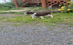 English Springer Spaniel dogs for sale: Buster - Image 2