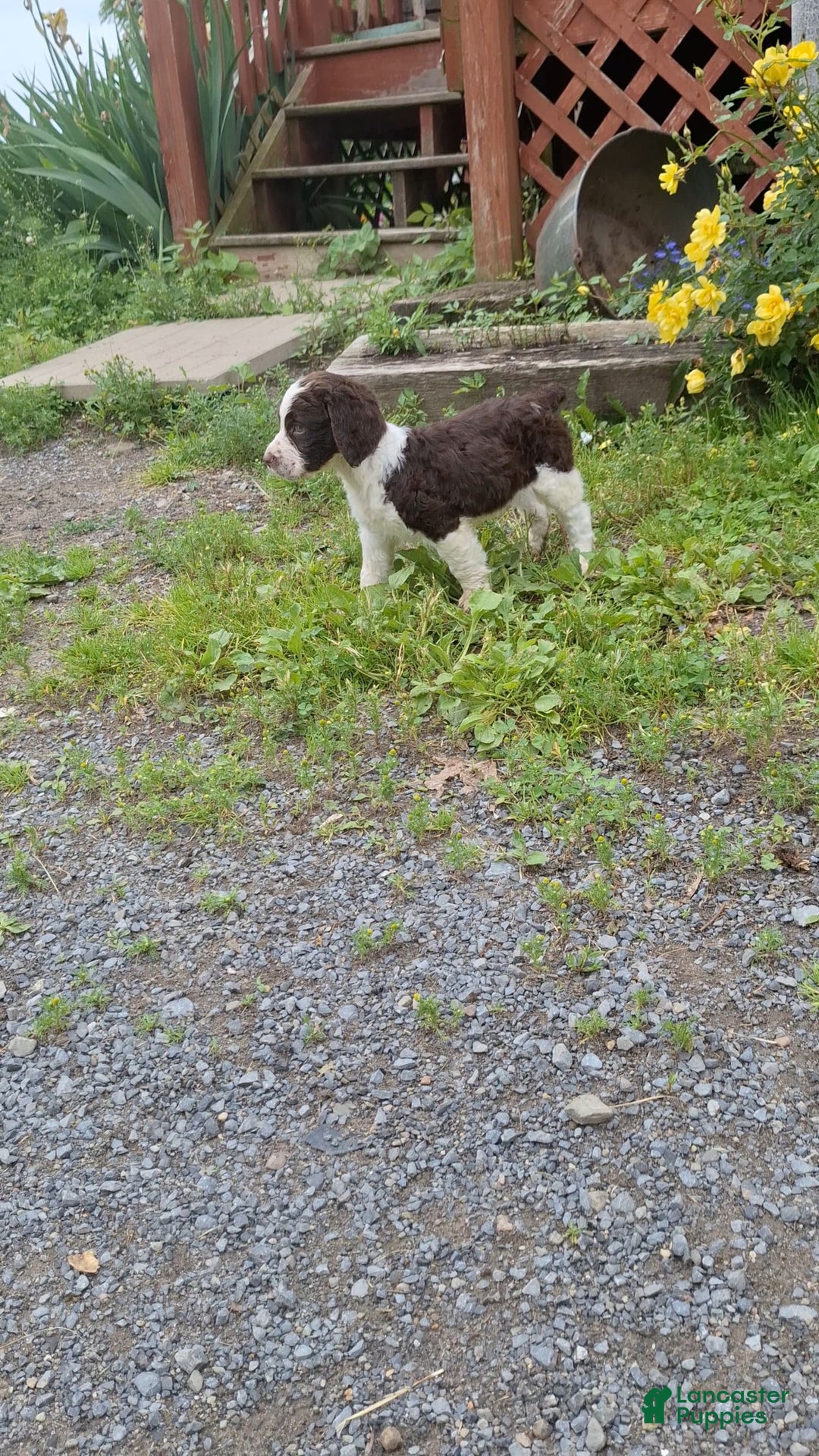 English Springer Spaniel dogs for sale: Buster - Image 2