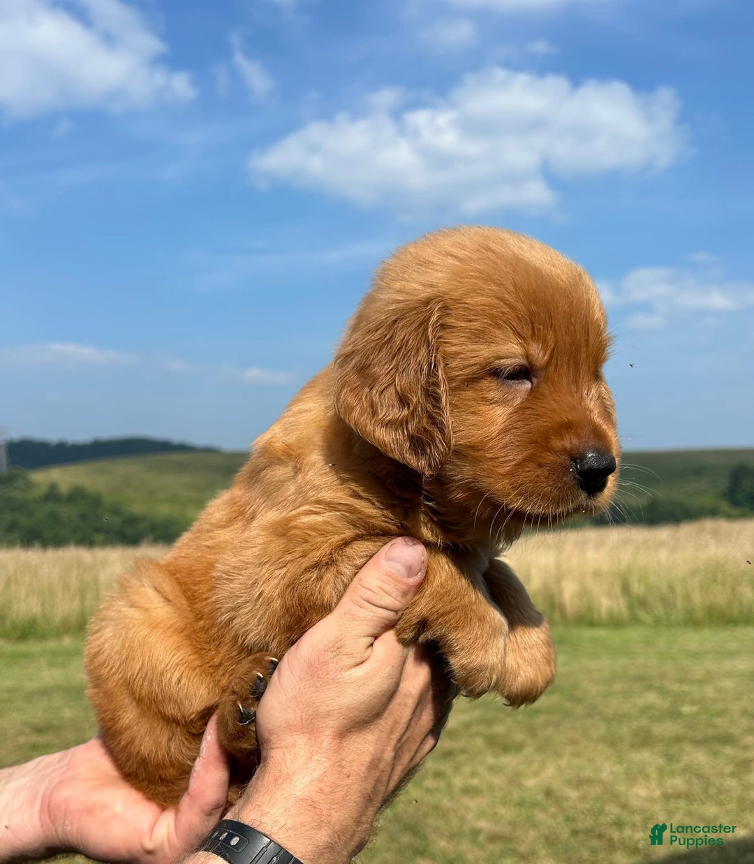 Golden Retriever dogs for sale: Honey - Image 20
