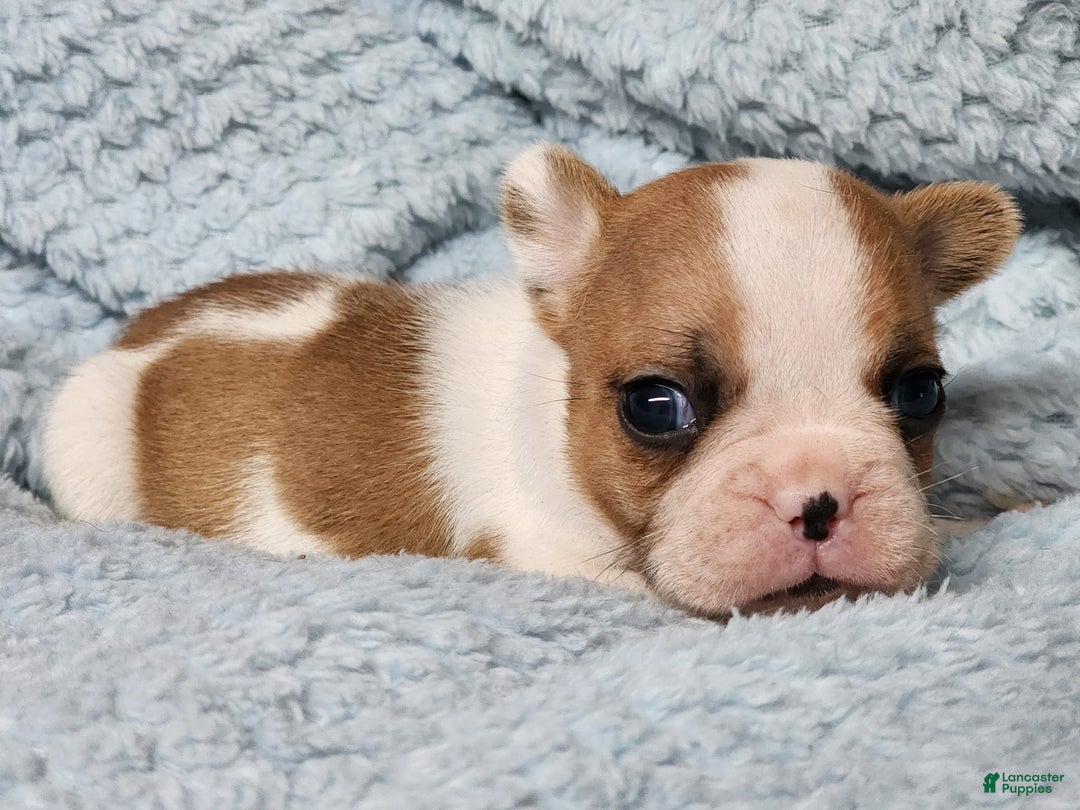 French Bulldog dogs for sale: Meatball - Image 3