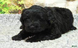Portuguese Water Dog dogs for sale: Soloman - Image 6