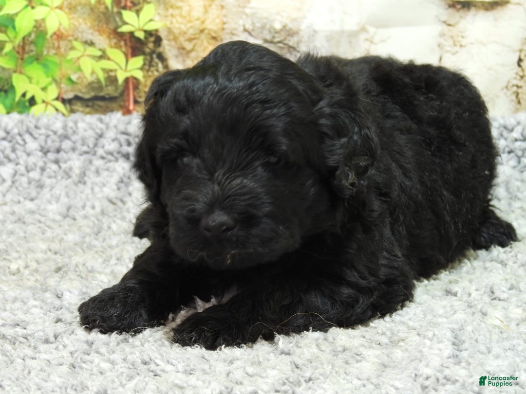 Portuguese Water Dog dogs for sale: Soloman - Image 6