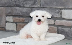 Bichon Frise dogs for sale: Benny - Image 10