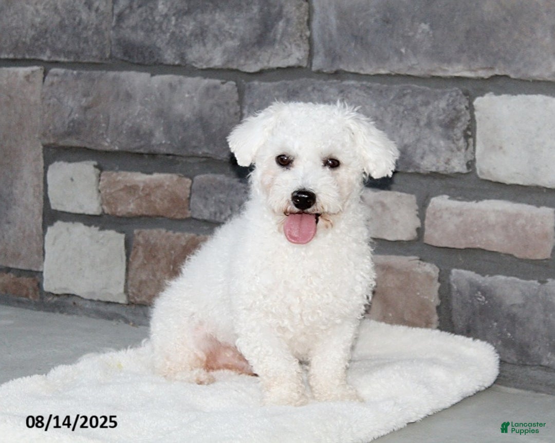 Bichon Frise dogs for sale: Benny - Image 10