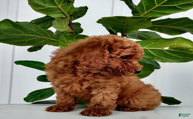 Miniature Poodle dogs for sale - Ad 2