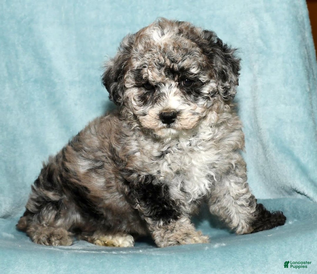Bichpoo dogs for sale: Minnie - Image 8