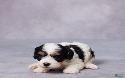 Cavapoo dogs for sale: Cavapoo 2 puppies - Image 2