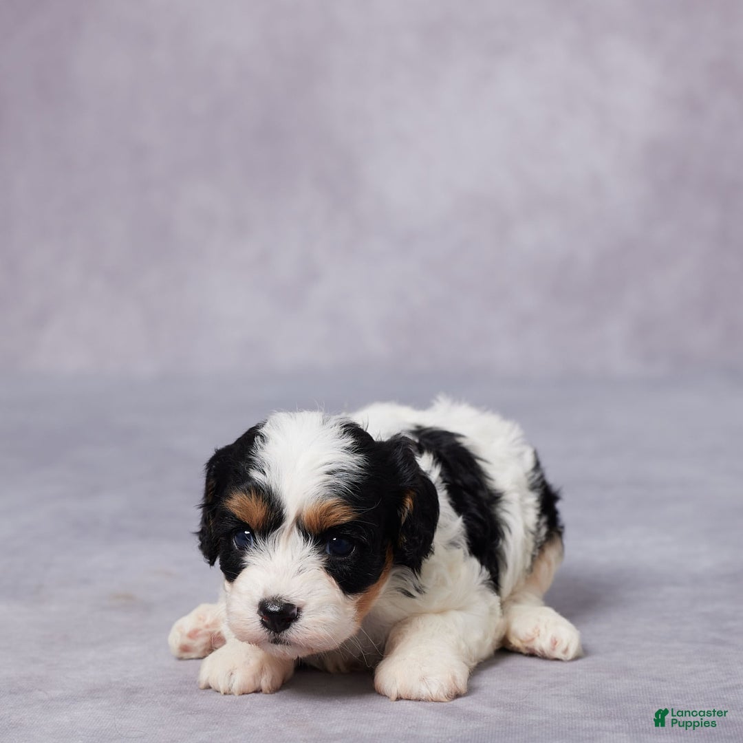 Cavapoo dogs for sale: Cavapoo 2 puppies - Image 2